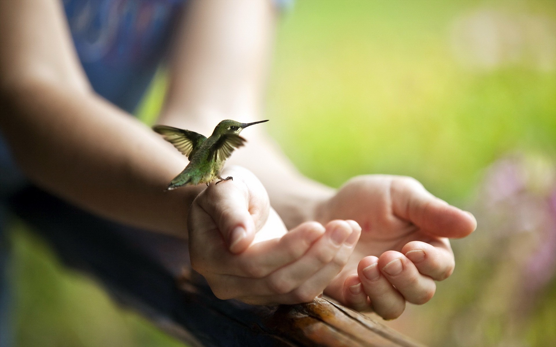 hummingbirds Wallpaper