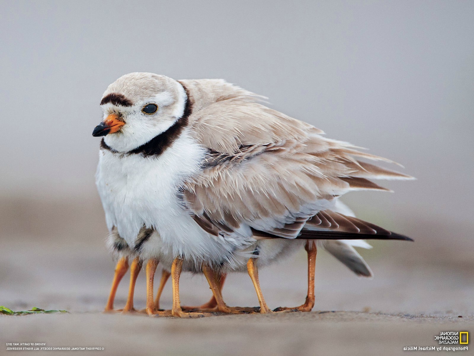 birds Wallpaper