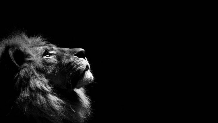Hình nền sư tử - Hãy khám phá thế giới hoang dã với những hình nền sư tử tuyệt đẹp, chắc chắn sẽ khiến bạn ngạc nhiên và cảm thấy kích thích. Tận hưởng vẻ đẹp uy nghi và sức mạnh của những con vật thần thoại này!