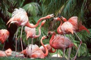 flamingos birds