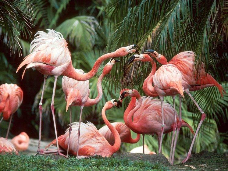 flamingos birds HD Wallpaper Desktop Background