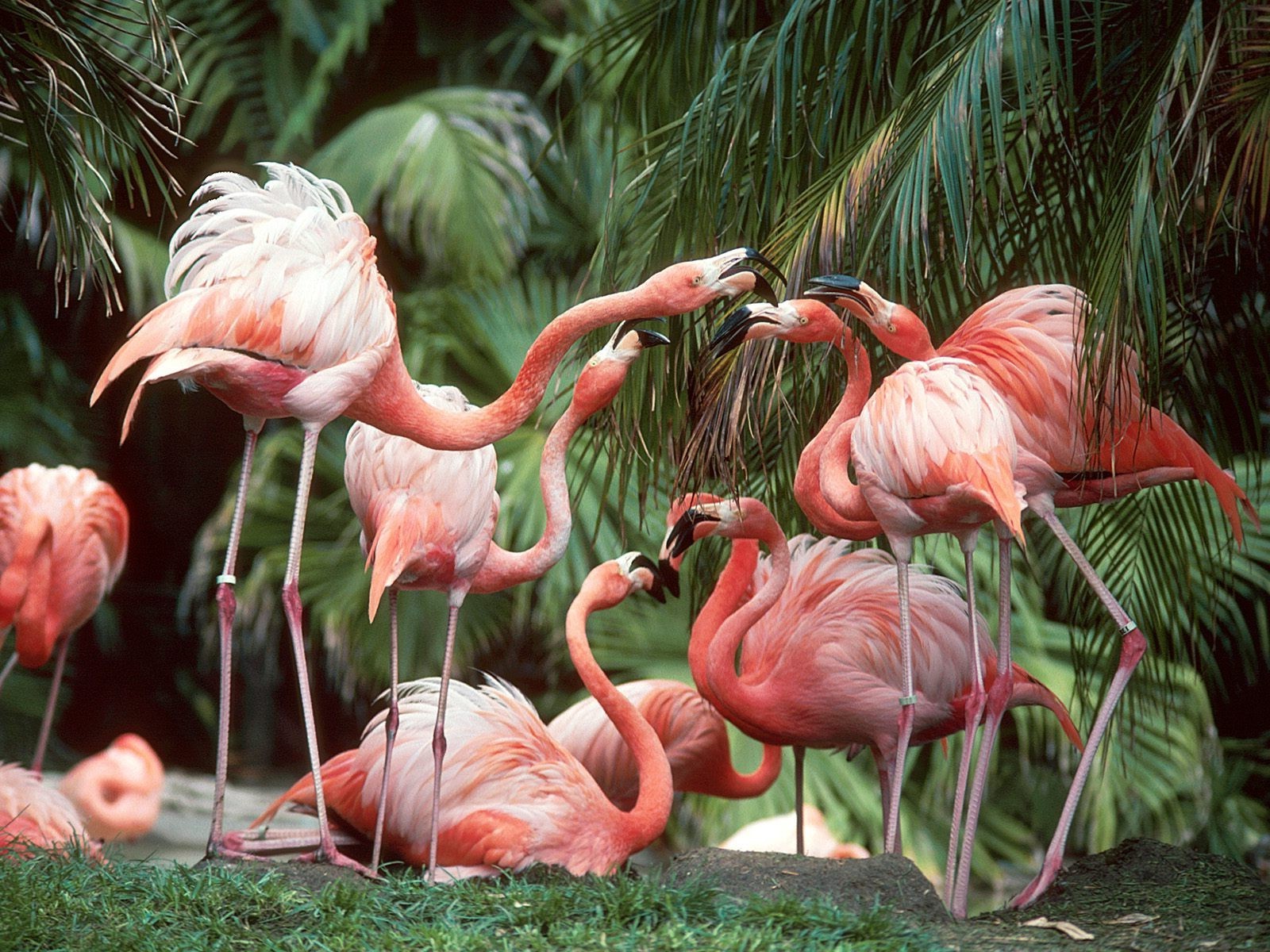 flamingos birds Wallpaper