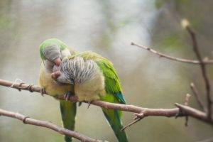 birds parrot branch lovebirds