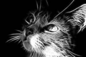 fractalius cat monochrome