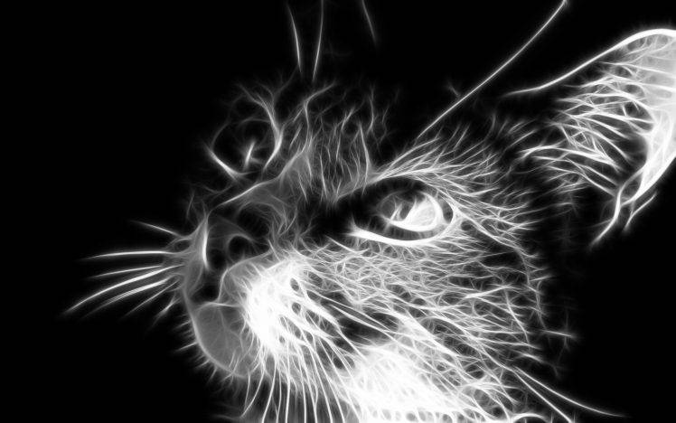 fractalius cat monochrome HD Wallpaper Desktop Background