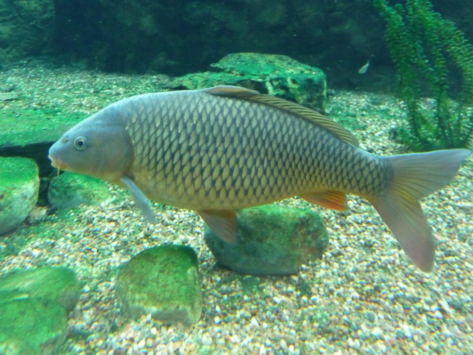 Fish Carp Wallpapers HD Desktop And Mobile Backgrounds