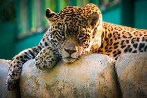 Leopard nature cats