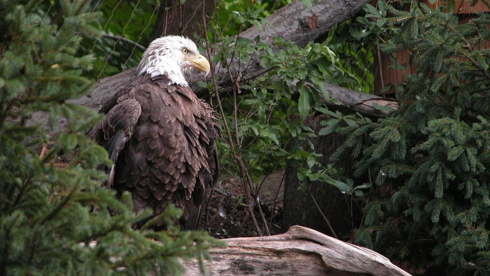 eagle bald eagle Wallpaper