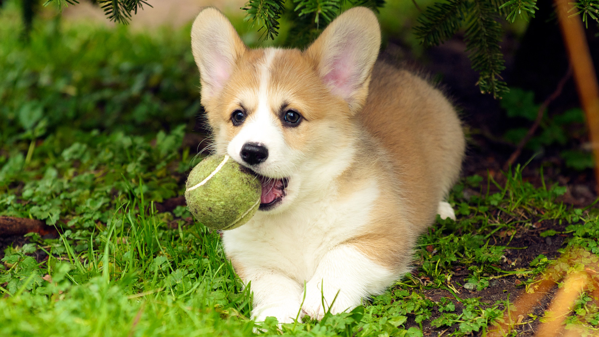 dog puppies corgi Wallpapers HD / Desktop and Mobile Backgrounds