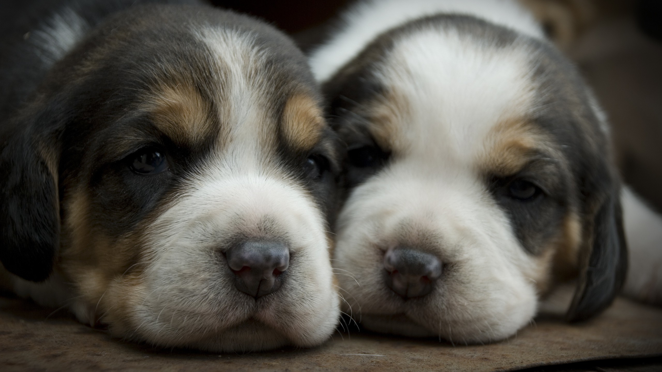 dog puppies Wallpaper