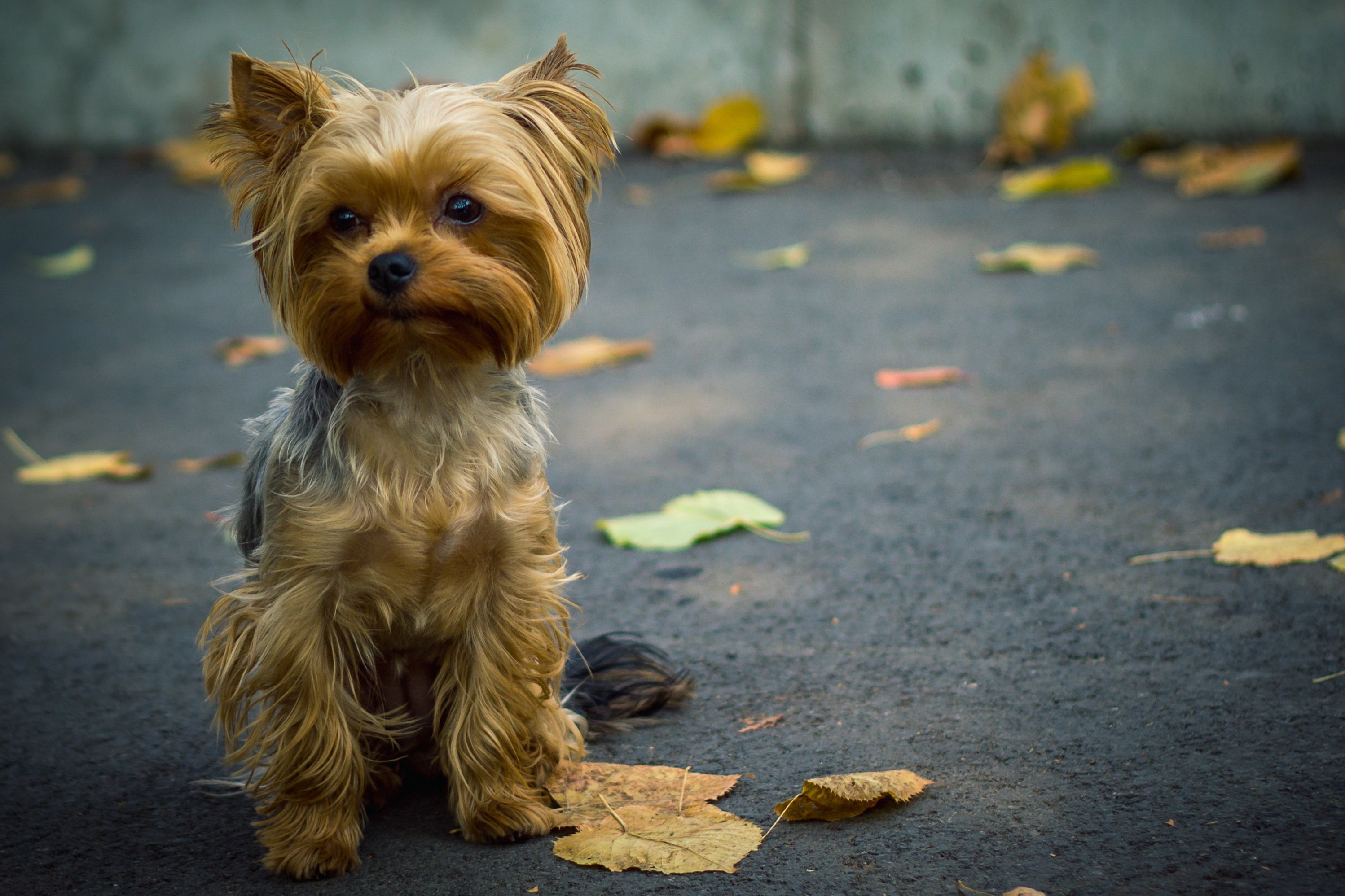 dog yorkshire terrier Wallpapers HD / Desktop and Mobile ...