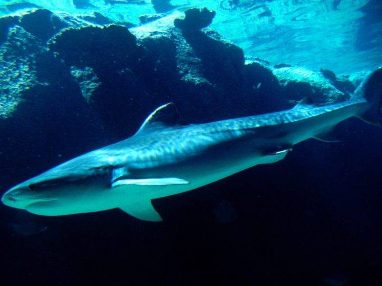 underwater shark HD Wallpaper Desktop Background