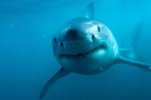 underwater shark sea life