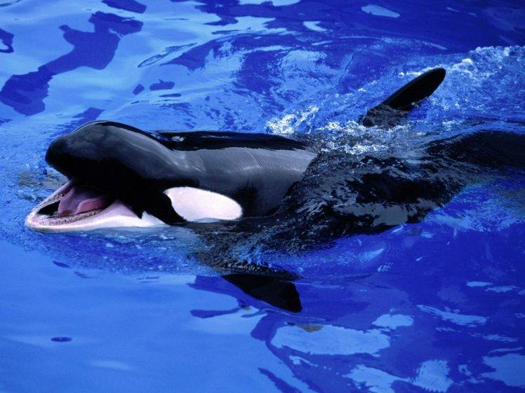 underwater whale orca HD Wallpaper Desktop Background