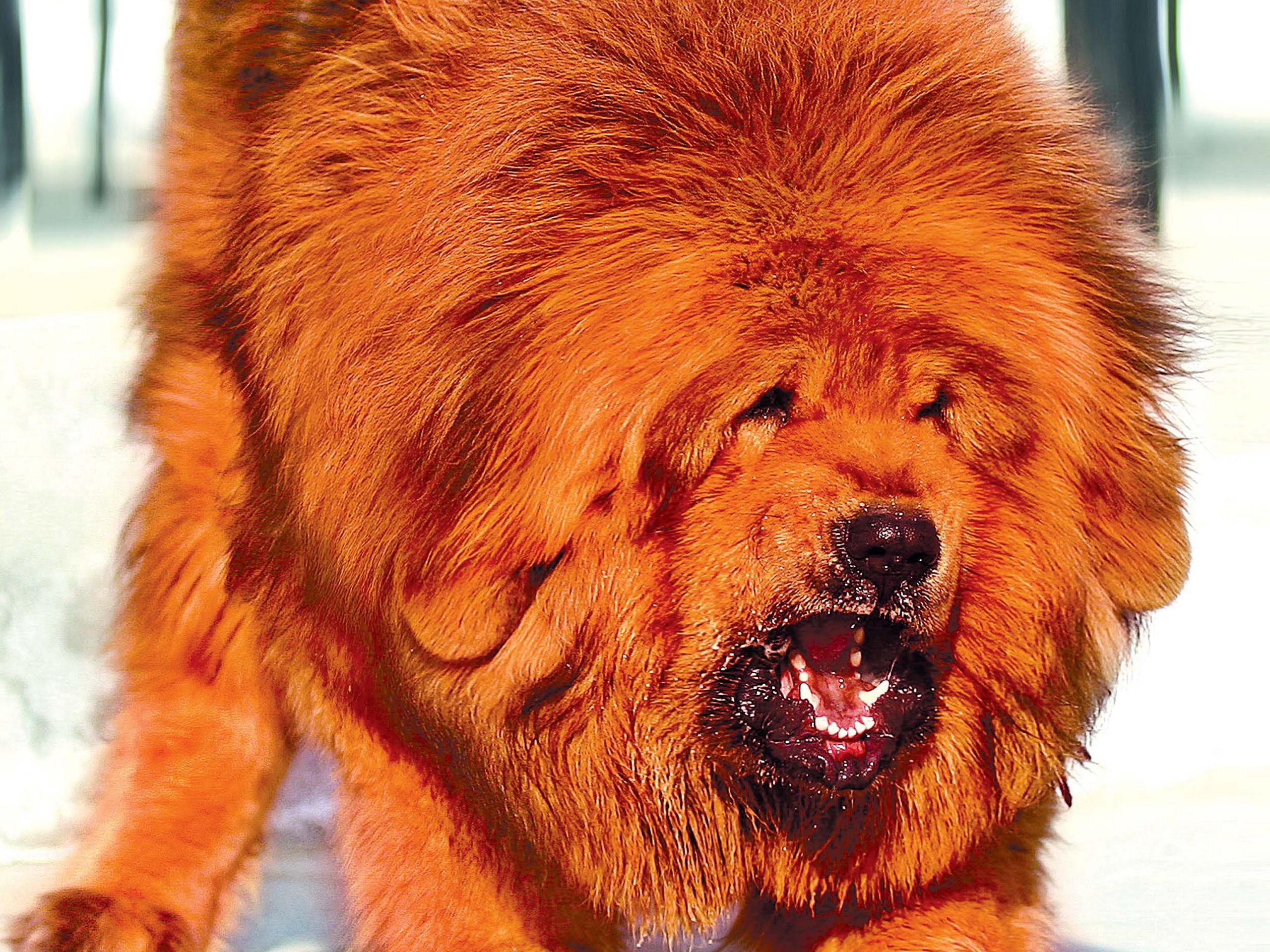 dog tibetan mastiff Wallpaper