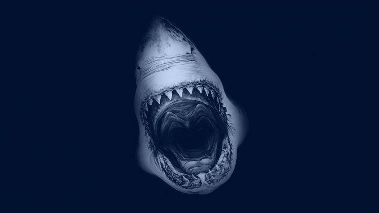 great white shark HD Wallpaper Desktop Background