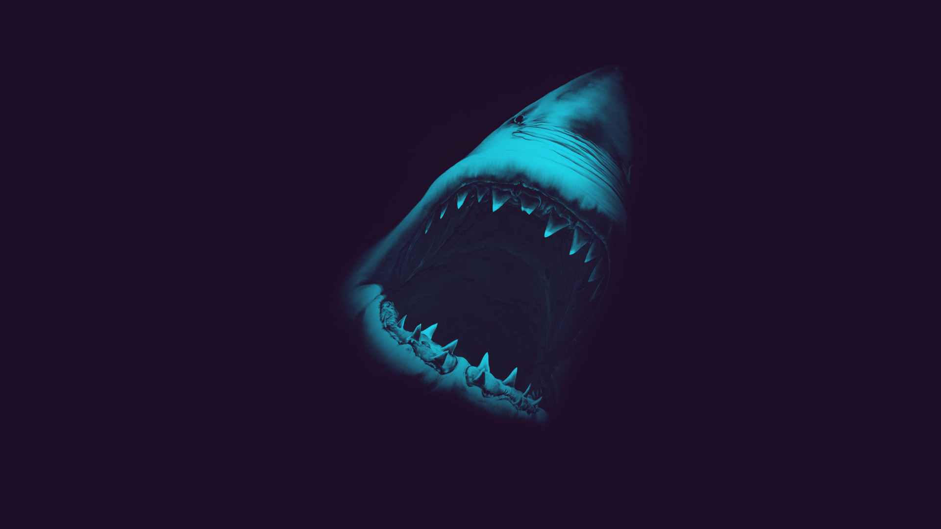 great white shark Wallpaper