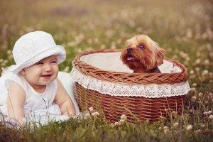 baby puppies dog grass baskets smiling
