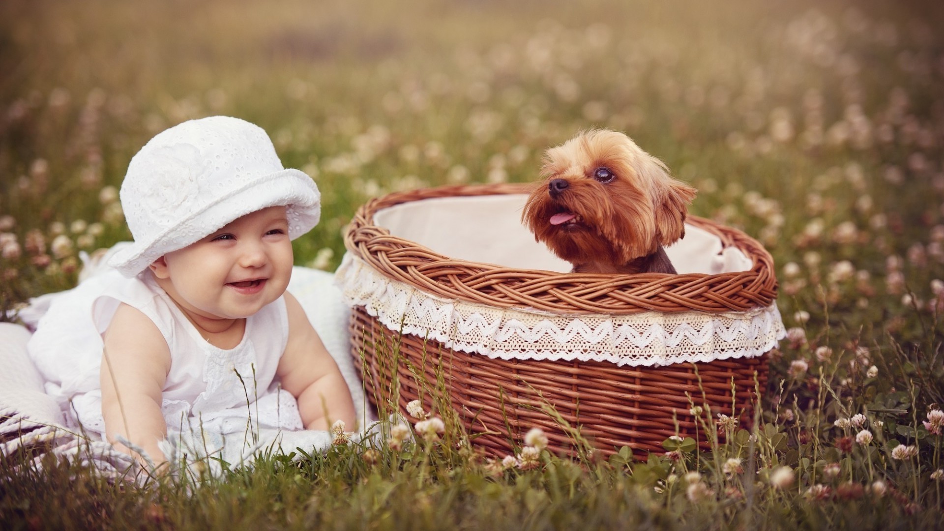 baby puppies dog grass baskets smiling Wallpaper