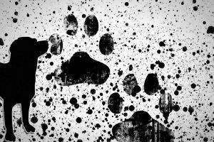painting paws dog puppies paint splatter