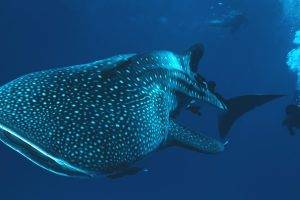 whale shark underwater shark divers