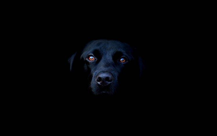 dog labrador retriever HD Wallpaper Desktop Background
