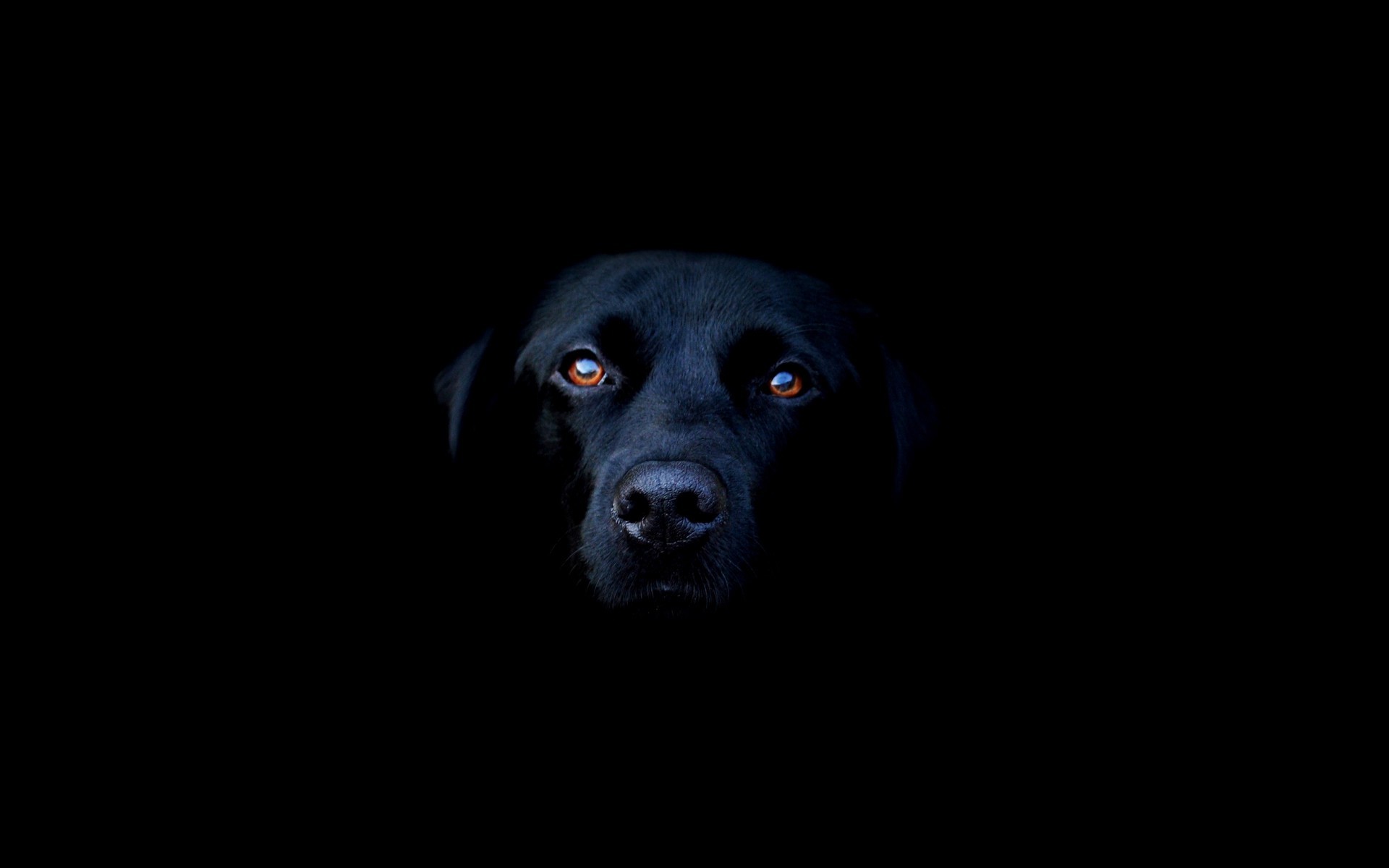 dog labrador retriever Wallpaper