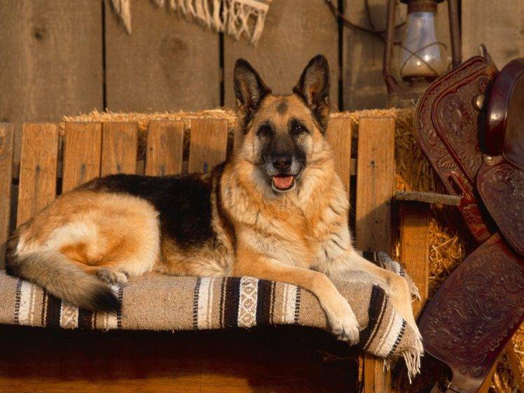 dog german shepherd HD Wallpaper Desktop Background
