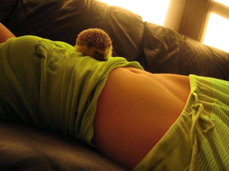 women belly lying down green couch hedgehog HD Wallpaper Desktop Background