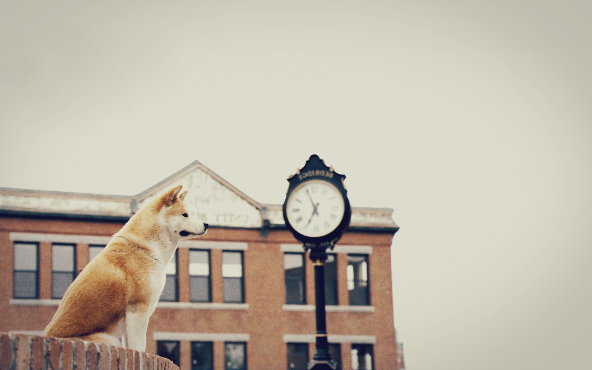 hachi a dogs tale dog Wallpaper