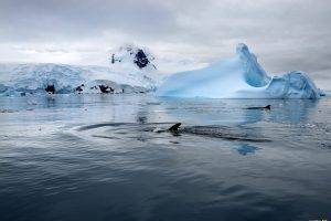 national geographic whale iceberg sea antarctica snow ripples
