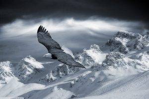animals eagle mountains