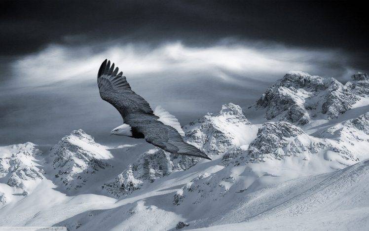 animals eagle mountains HD Wallpaper Desktop Background