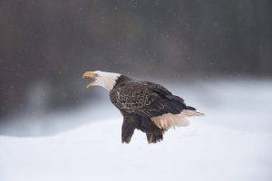 eagle snow