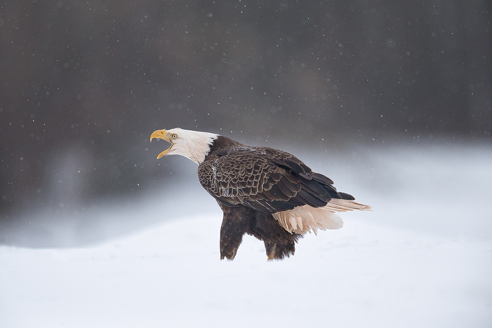 eagle snow Wallpaper