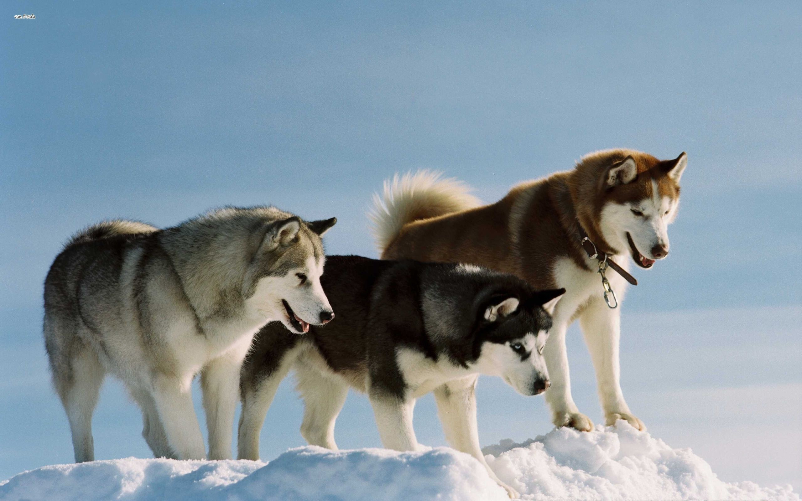 dog snow alaskan malamute Wallpaper