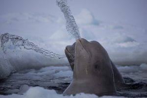 beluga whale national geographic water