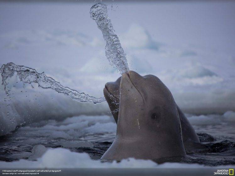 beluga whale national geographic water HD Wallpaper Desktop Background