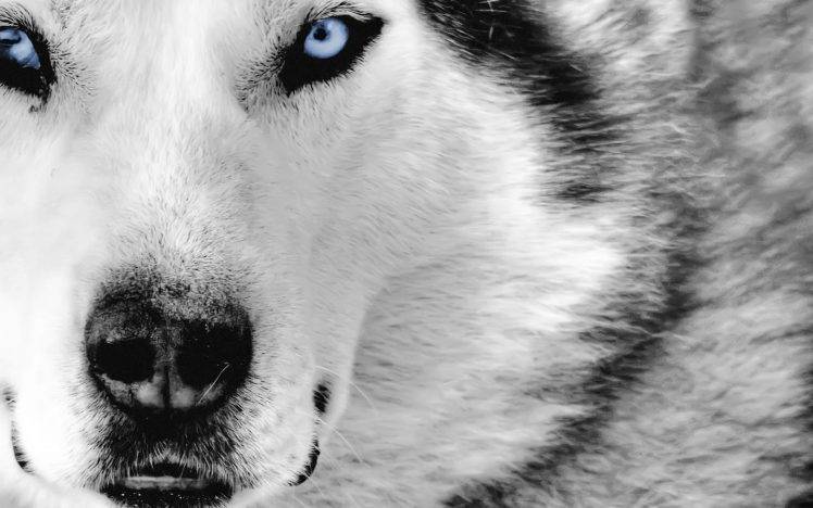 siberian husky animals dog HD Wallpaper Desktop Background