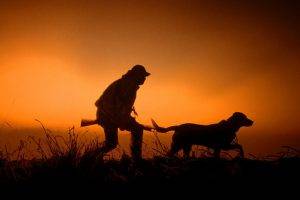 hunting silhouette dog sunset