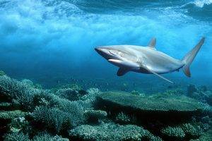 shark coral sea