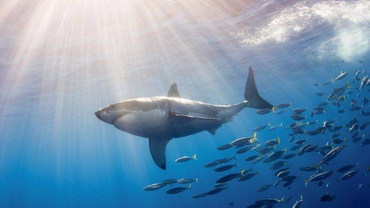 shark sea HD Wallpaper Desktop Background