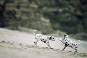 dalmatian puppies depth of field sand dog
