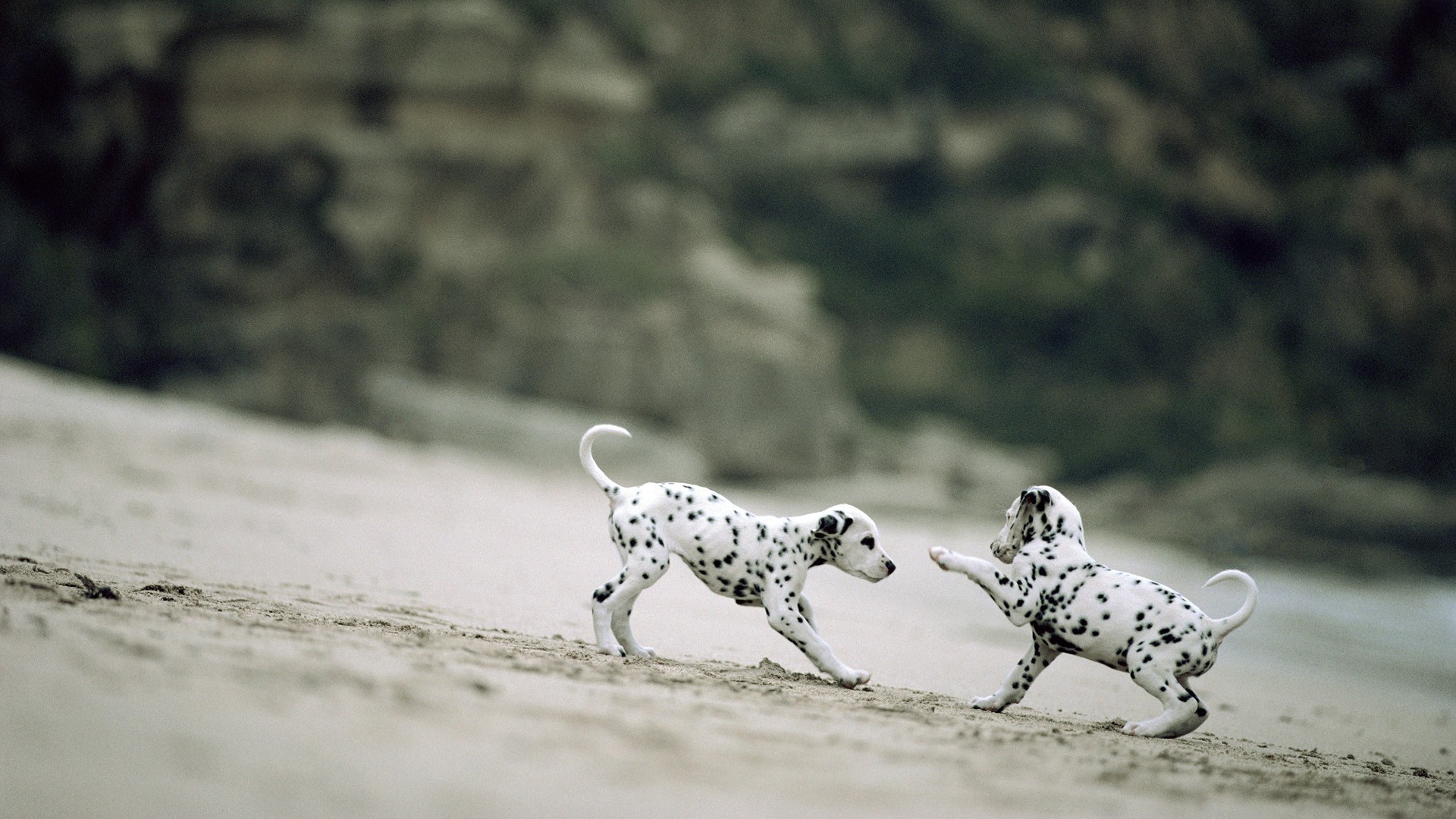 dalmatian puppies depth of field sand dog Wallpaper