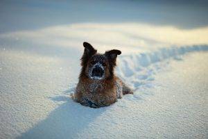 nature dog snow animals