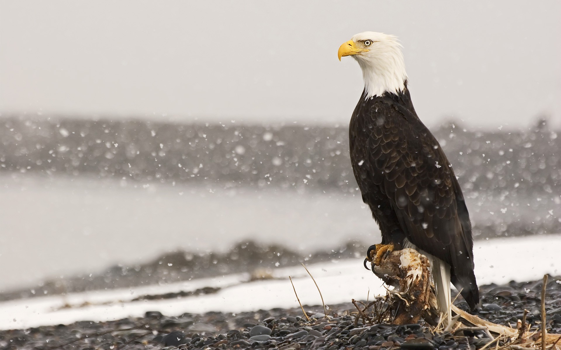 eagle bald eagle Wallpaper