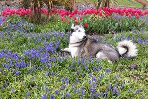 siberian husky animals flowers dog plants