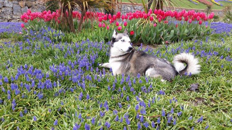 Siberian Husky Animals Flowers Dog Plants Wallpapers Hd Desktop Images, Photos, Reviews