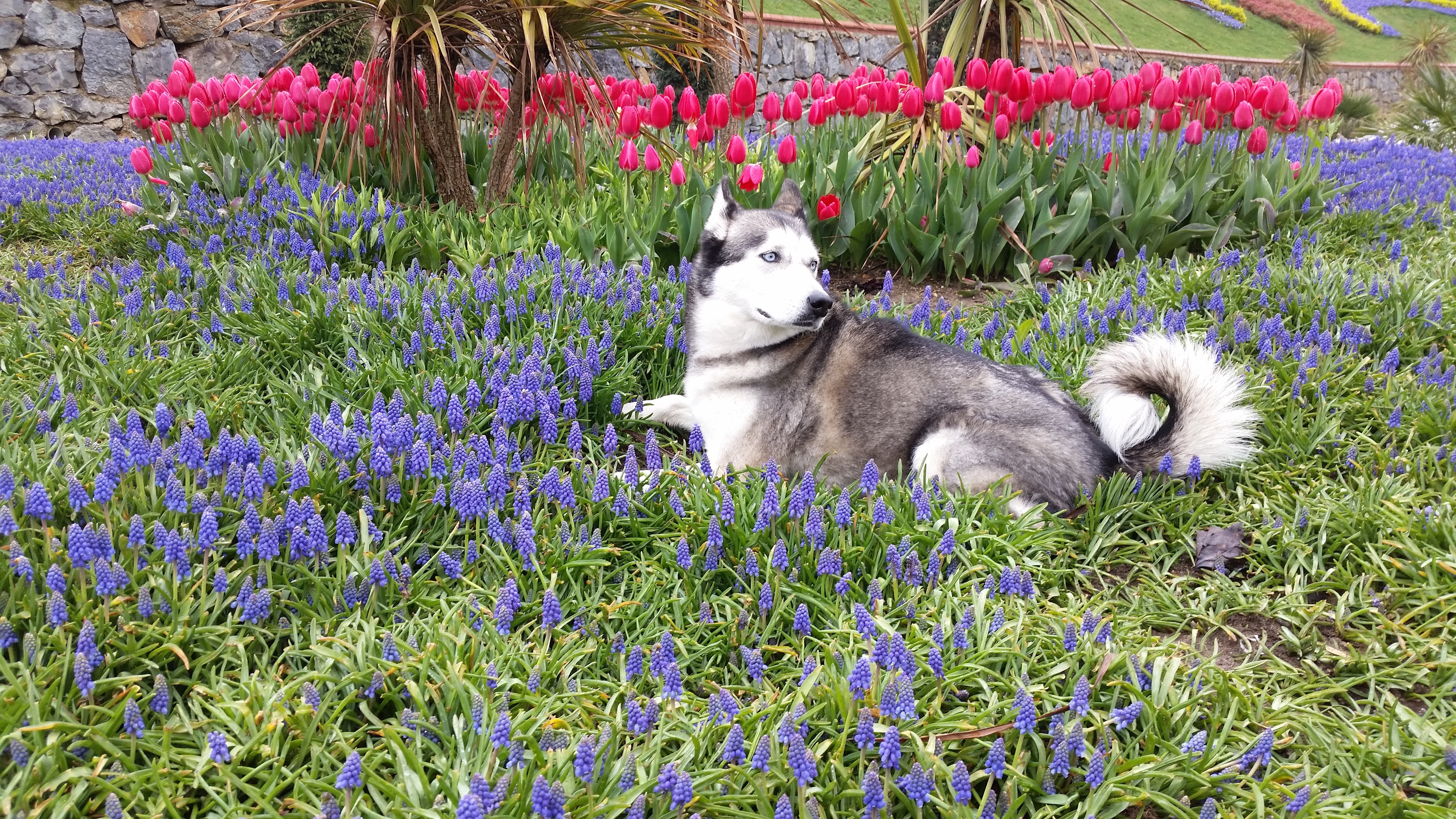 siberian husky animals flowers dog plants Wallpaper