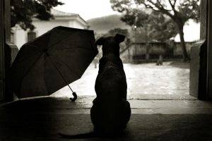 dog umbrella rain